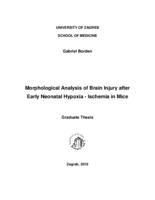 Morphological analysis of brain injury after early neonatal hypoxia - ischemia in mice