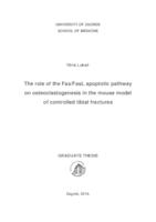 The role of the FaS/FasL apoptotic pathway on osteoclastogenesis in the mouse model of controlled tibial fractures