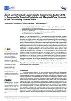 Adult Upper Cortical Layer Specific Transcription Factor CUX2 Is Expressed in Transient Subplate and Marginal Zone Neurons of the Developing Human Brain