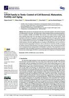 LIN28 Family in Testis: Control of Cell Renewal, Maturation, Fertility and Aging