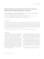 Regeneration of the skeleton by recombinant human bone morphogenetic proteins