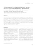Differentiation of epiglottal epithelia during prenatal and postnatal human development