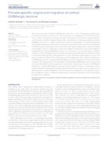 Primate-specific origins and migration of cortical GABAergic neurons