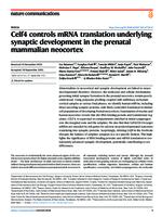 Celf4 controls mRNA translation underlying synaptic development in the prenatal mammalian neocortex