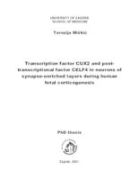prikaz prve stranice dokumenta Transcription factor CUX2 and post-transcriptional factor CELF4 in neurons of synapse-enriched layers during human fetal corticogenesis