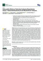 prikaz prve stranice dokumenta Astaxanthin Relieves Testicular Ischemia-Reperfusion Injury—Immunohistochemical and Biochemical Analyses
