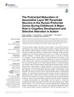 prikaz prve stranice dokumenta The protracted maturation of associative layer IIIC pyramidal neurons in the human prefrontal cortex during childhood: a major role in cognitive development and selective alteration in autism