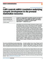 prikaz prve stranice dokumenta Celf4 controls mRNA translation underlying synaptic development in the prenatal mammalian neocortex